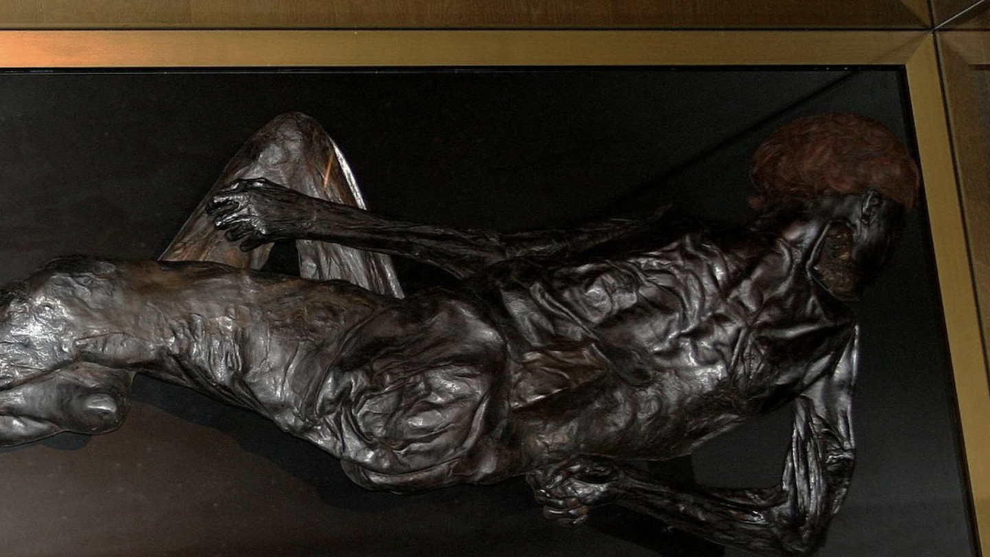 Photograph of the mummified remains of the Grauballe Man on display in a museum setting. His body is shown in profile, lying on its side with legs slightly bent and arms resting in front